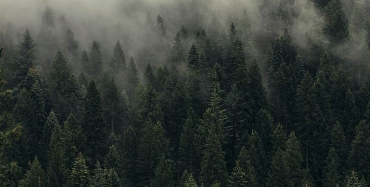 A Viúva das Sombras Floresta